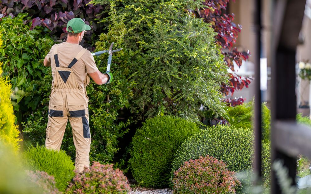 Limpieza de jardines en Madrid